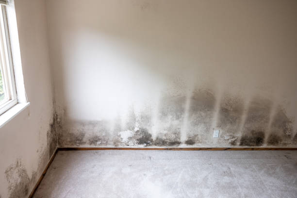 Mold Odor Removal Services in Honokaa, HI